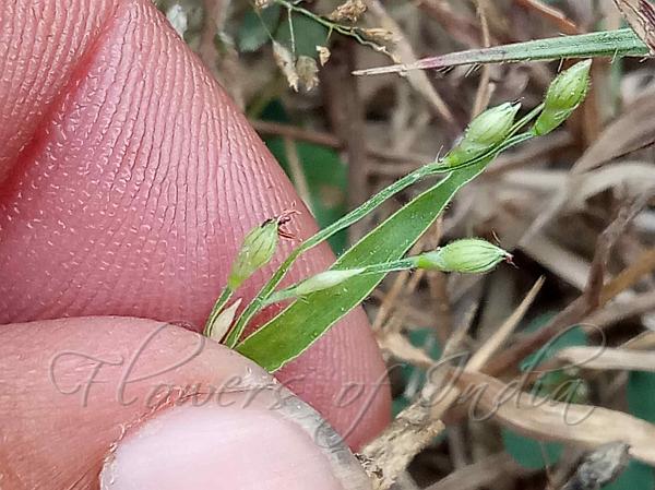 Deflexed Signalgrass