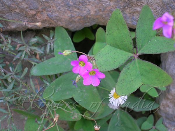 Dehradun Wood Sorrel