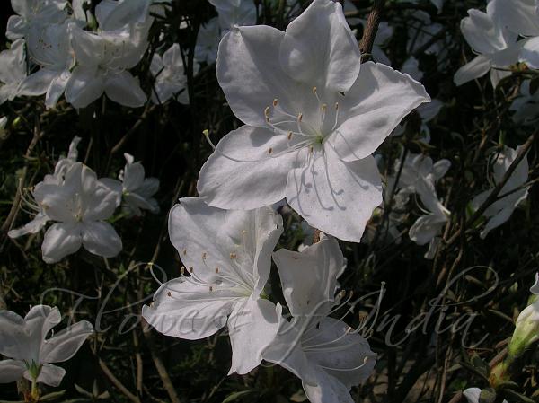 Delaware Valley White Azalea