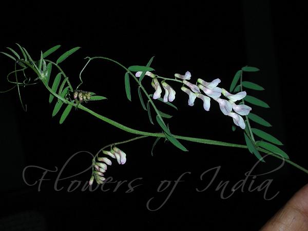 Delicate Himalayan Vetch