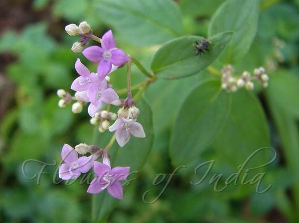 Delta-Petal Starviolet