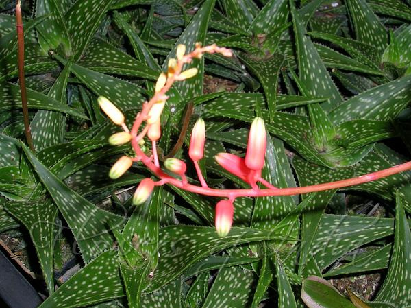 Delta-shaped Aloe