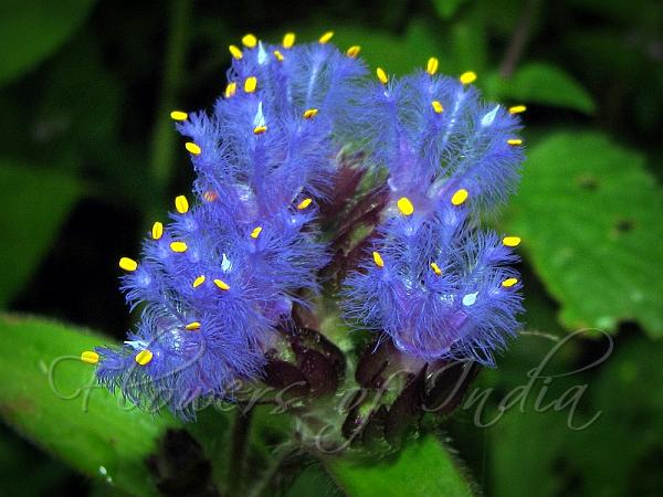 Dense-Flowered Dew-Grass