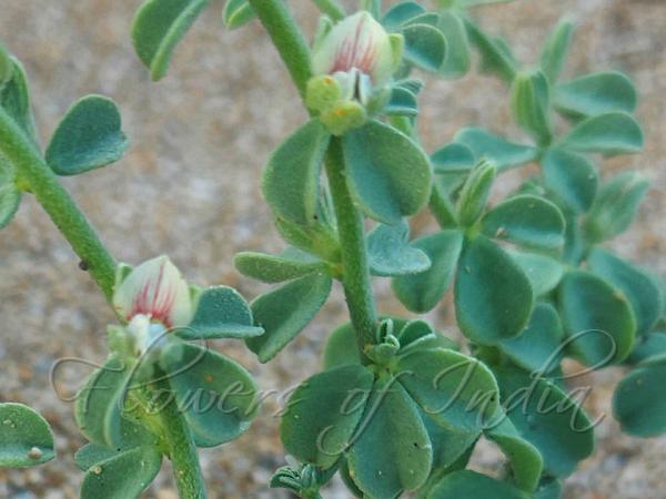 Desert Trefoil