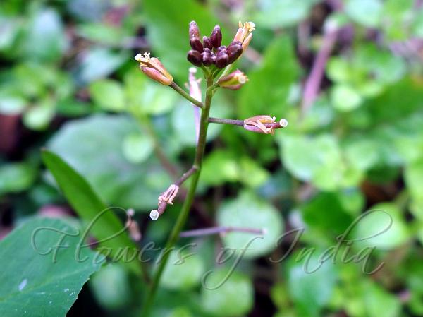 Diverse-Leaf Yellow Cress