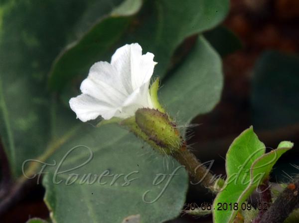 Dock-Leaf Morning Glory