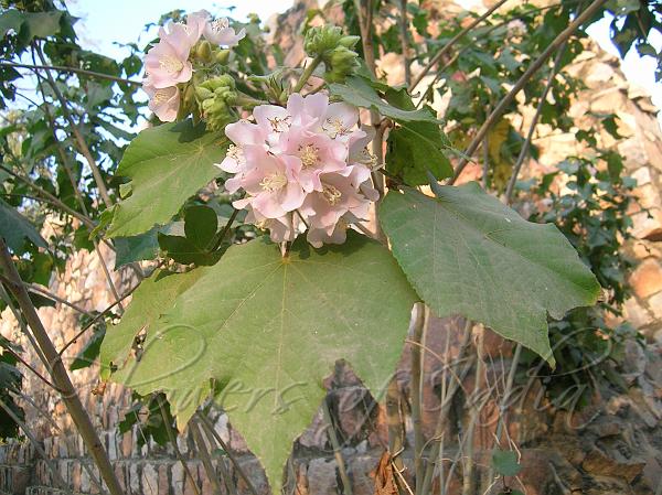 Dombeya