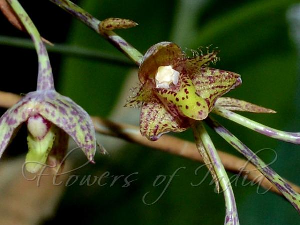 Dotted Bulb-Leaf Orchid