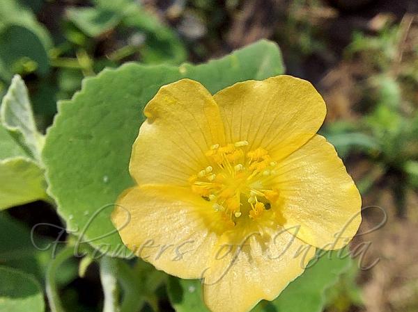 Double-Toothed Mallow