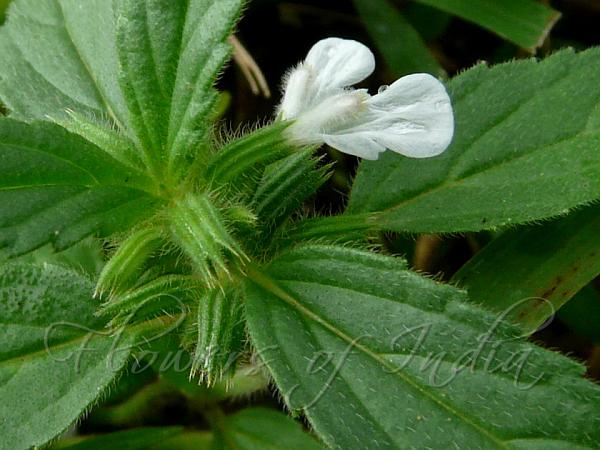 Drooping Slitwort