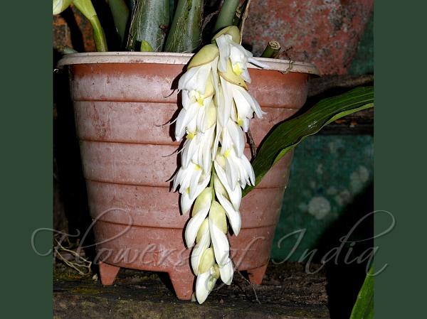 Drooping White Coelogyne