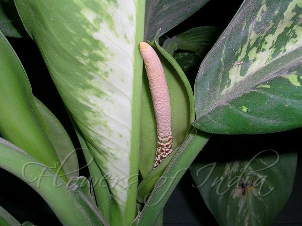 Dumb Cane