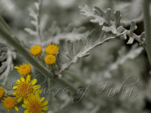 Dusty Miller