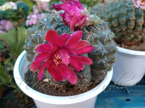 Dwarf Chin Cactus