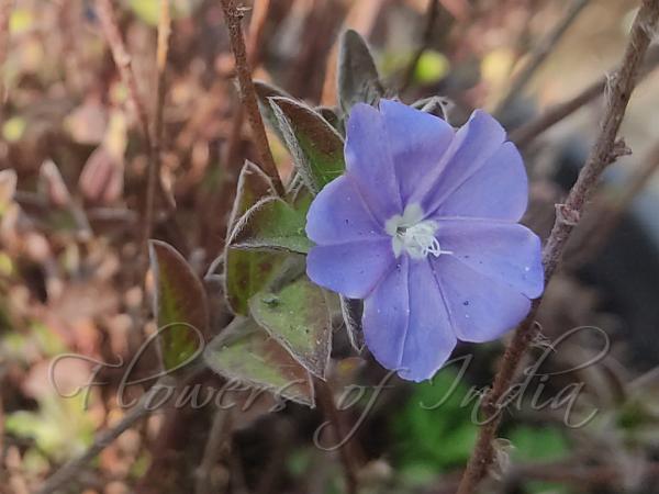 Dwarf Morning Glory