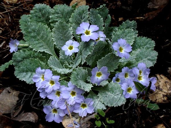 Dwarf Primrose