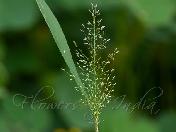 Dwarf Reedgrass