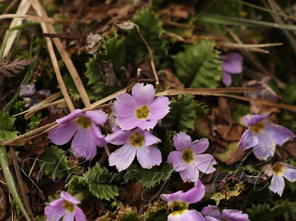 Dwarf Sikkim Primrose