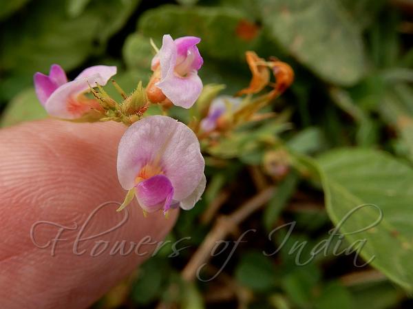 Dwarf Winged-Stalk Desmodium