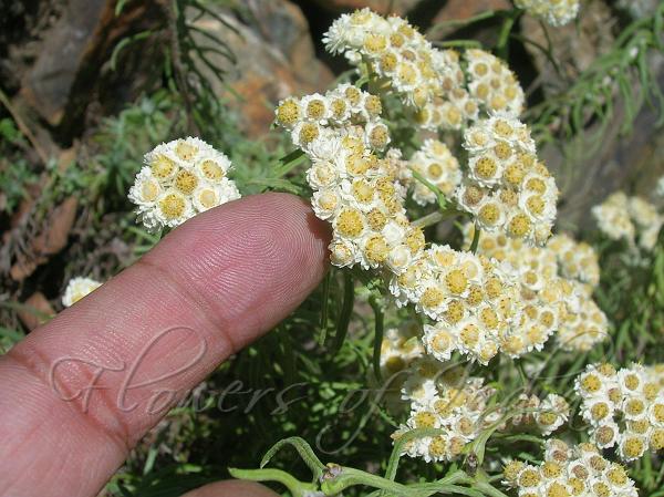 Eared-Leaf Pearly Everlasting