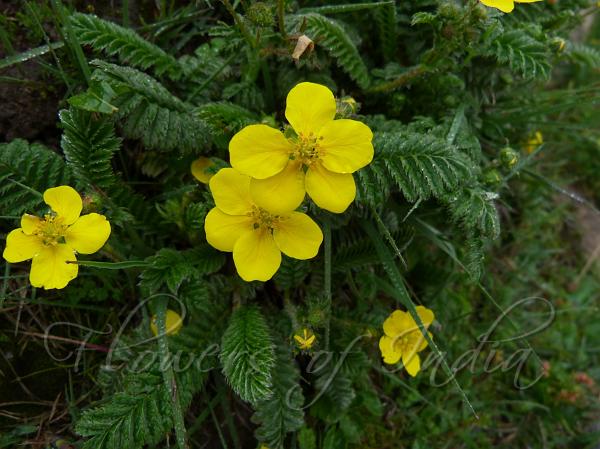 East Himalayan Cinquefoil