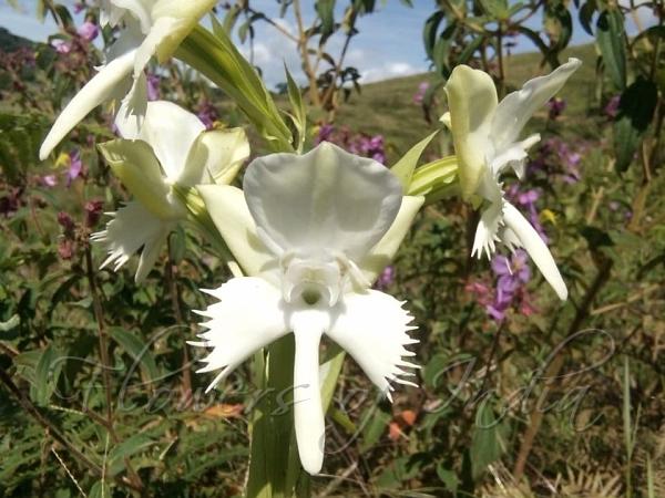 East-Asian Egret Flower