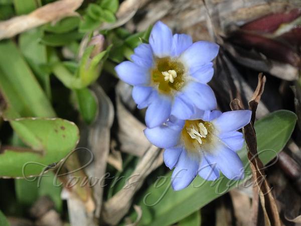 East-Asian Gentian