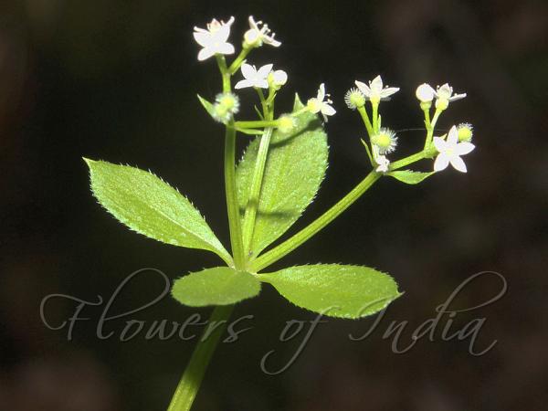 East-Asian Goose Grass