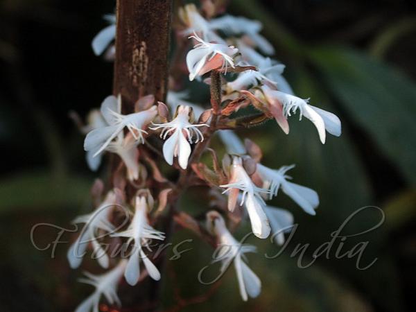East-Asian Jewel Orchid