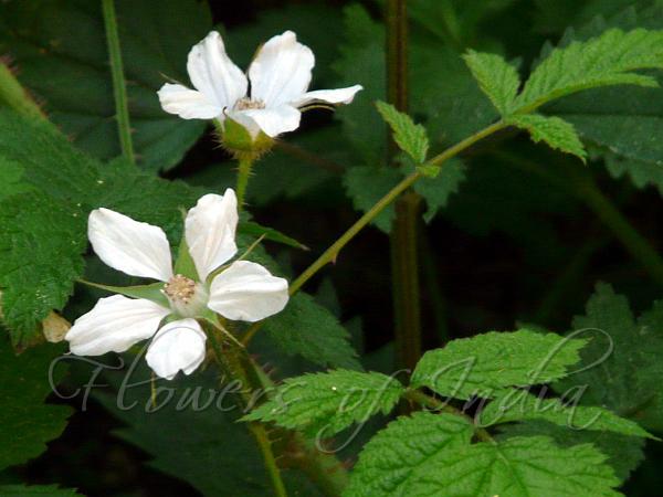 East-Asian Raspberry