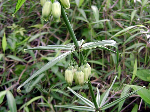 East-Asian Solomon Seal