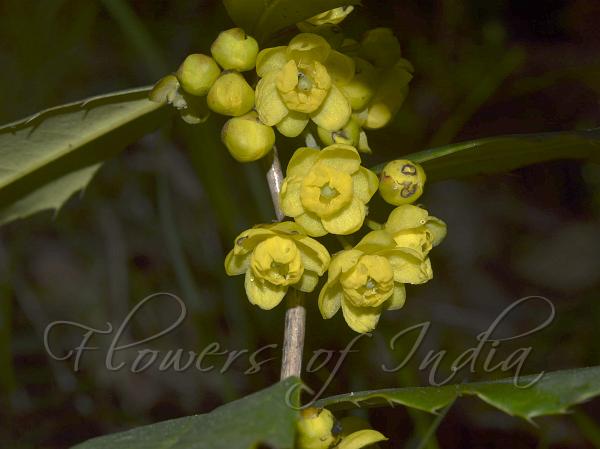 East-Himalayan Barberry