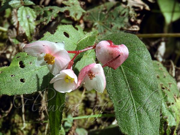 East-Himalayan Begonia