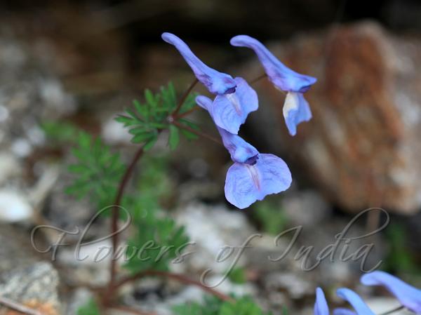 East-Himalayan Blue Corydalis