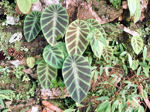 East-Himalayan Decorated Taro