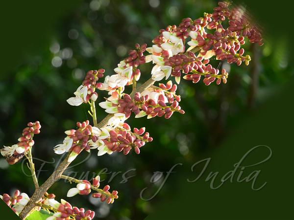 East-Himalayan Derris