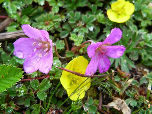 East-Himalayan Geranium