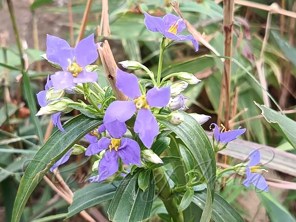 East-Himalayan Persian Violet