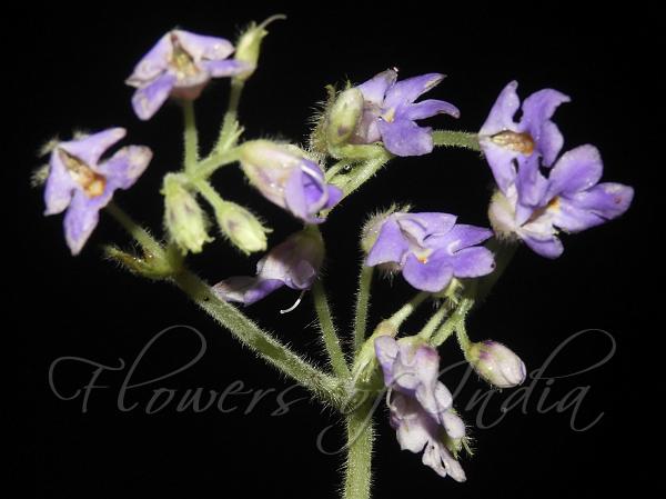 East-Himalayan Rock Cosmos