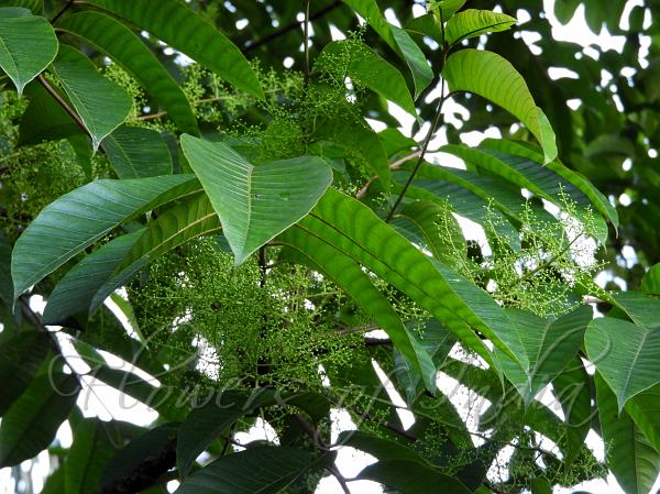 East-Himalayan Sumac