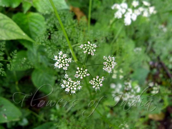 East-Himalayan Water Dropwort