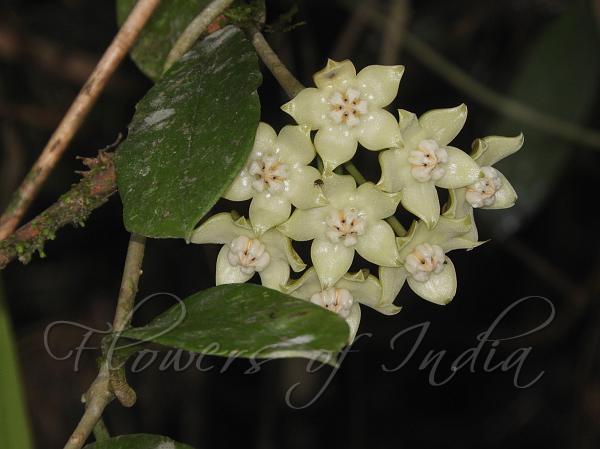 East-Himalayan Wax Flower