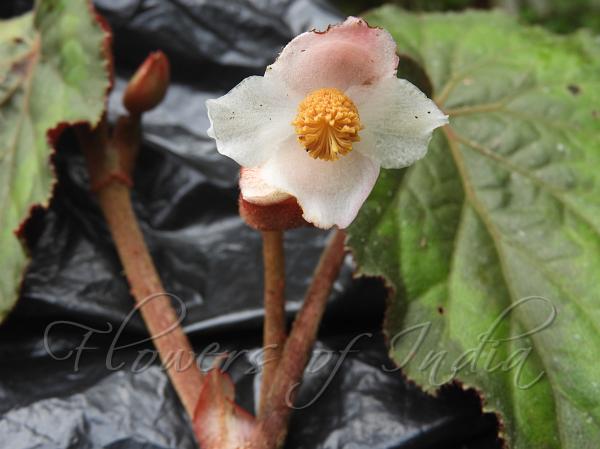 East-Indian Begonia