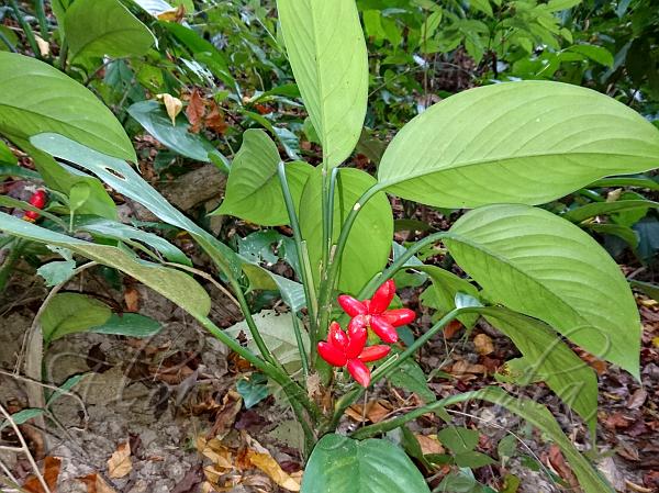 East-Indian Evergreen