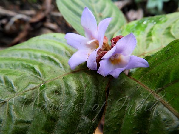 East-Indian Fourleaf