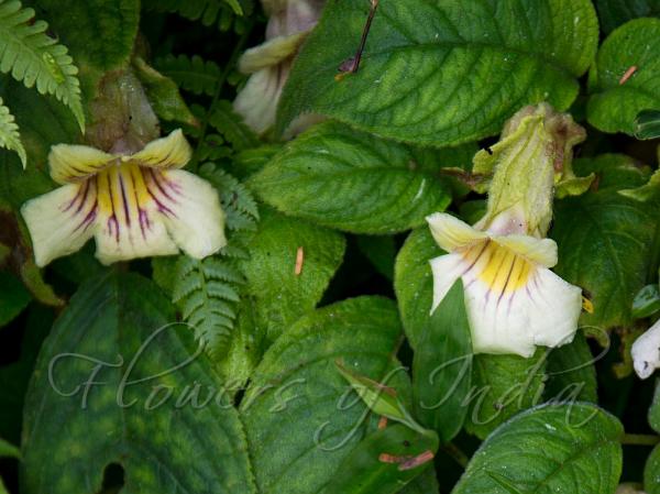 East-Indian Henckelia