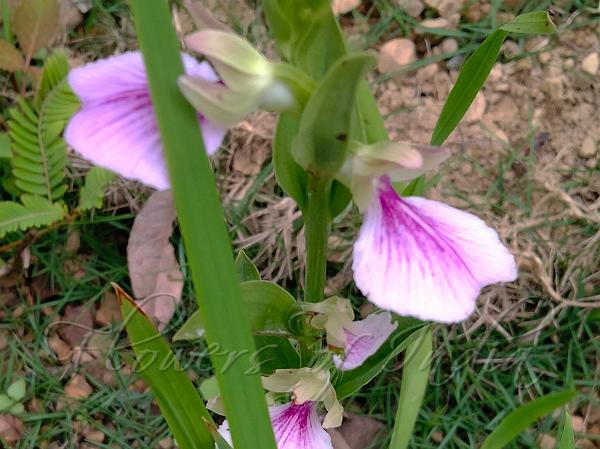 East-Indian Short-Helmet Orchid