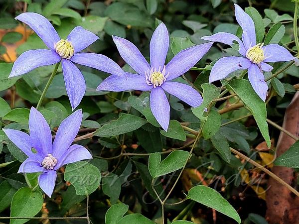 Eastern Blue Clematis