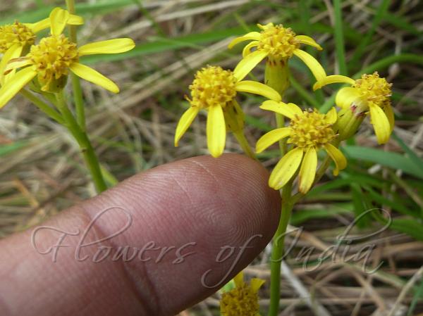 Eastern Leafless Ragwort