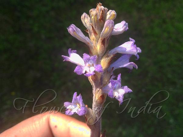 Egyptian Broomrape